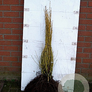 Cornus sericea 'Flaviramea' 60-80 cm wortelgoed 0/1/0 2-3 tak