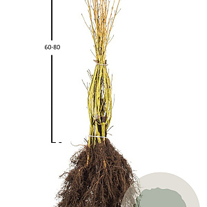 Cornus sericea 'Flaviramea' 60-80 cm wortelgoed 0/1/0 2-3 tak