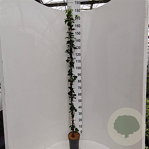 Hedera hibernica 150-175 cm 3,0L met stok