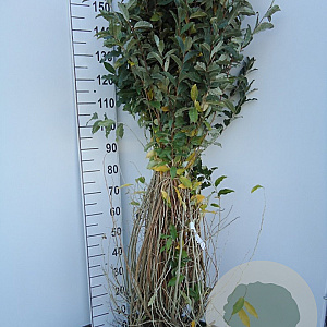 Elaeagnus umbellata 40-60 cm wortelgoed 2-jarig verplante zaailin