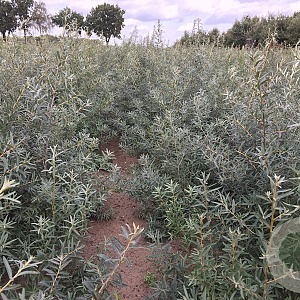 Hippophae rhamnoides 50-80 cm wortelgoed 3 jarig verplante zaailin 2-3 tak