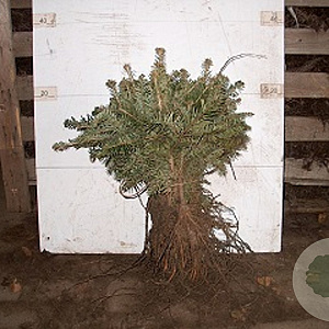 Abies nordmanniana 15-30 cm wortelgoed 4-jarig verplante zaailin