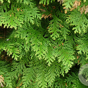 Chamaecyparis lawsoniana 30-40 cm wortelgoed 1/1