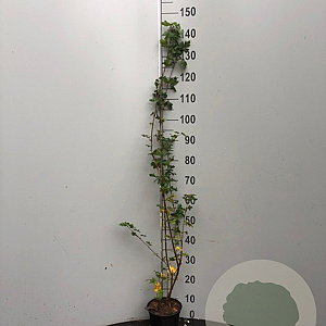 Acer campestre 60-80 cm 4,0L