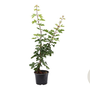Acer campestre 80-100 cm 4,0L