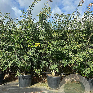 Amelanchier lamarckii 175-200 cm cont. 70L