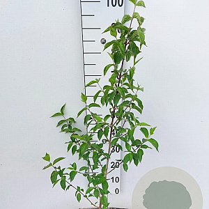 Cornus mas 40-60 cm 4,0L