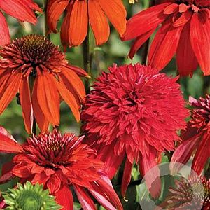 Echinacea 'Eccentric' GM P9 BIO