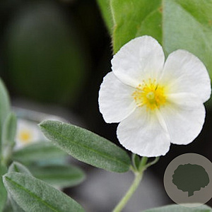 Helianthemum 'The Bride' GM P9