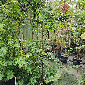 Parrotia persica 175-200 cm container meerstammig