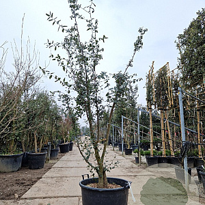 Quercus suber 200-250 cm cont. 110L MPS