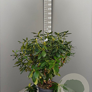 Rhododendron 'Catawb. Grandiflorum' 80-100 cm 15L