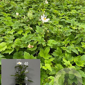 Anemone hyb. 'Honorine Jobert' GM 2,0L