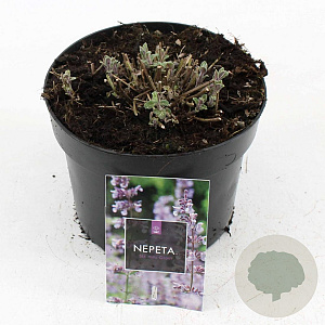Nepeta faassenii 'Six Hills Giant' GM 2,0L