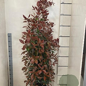 Photinia fraseri 'Red Robin' 150-160 cm 15L