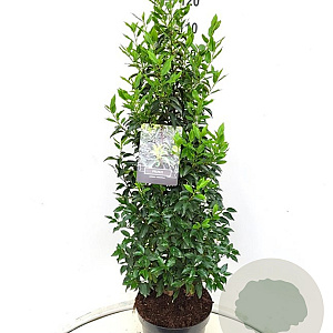 Prunus l. 'Angustifolia' 100-120 cm 15L