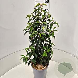 Prunus l. 'Angustifolia' 50-60 cm 6,5L