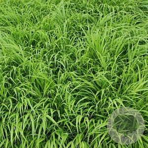 Hakonechloa macra GM P9