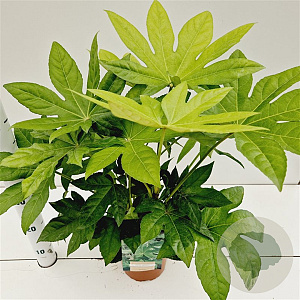 Fatsia japonica 30-40 cm 2,0L