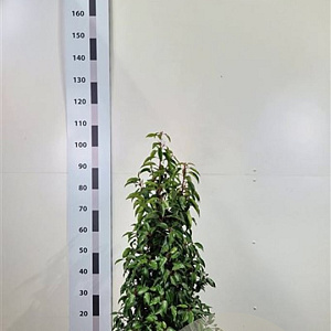 Prunus l. 'Angustifolia' 80-100 cm met kluit