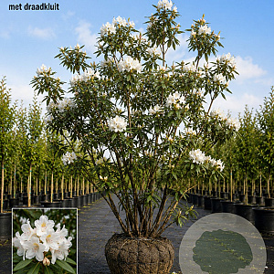 Rhododendron 'Cunningham's White' 200 cm met kluit meerstammig