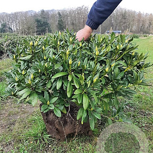 Rhododendron 'Cunningham's White' 80-90 cm met kluit