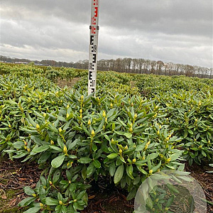 Rhododendron 'Cunningham's White' 80-90 cm met kluit