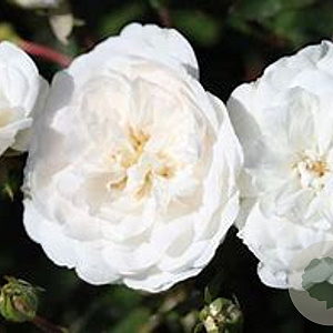 Rosa (H) 'Seafoam' GM C1.5 eigen wortel