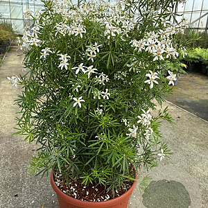 Choisya t. White Dazzler 60-80 cm 18L