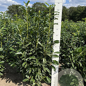 Prunus l. Genolia 120-140 cm met kluit