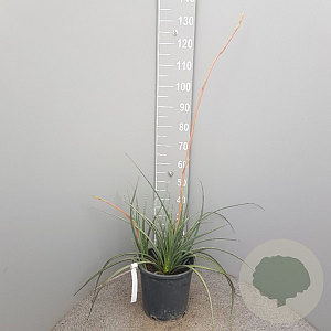 Hesperaloe parviflora 40-60 cm 10L