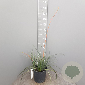 Hesperaloe parviflora 40-60 cm 10L