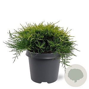 Juniperus media 'Old Gold' 30-40 cm 5,0L
