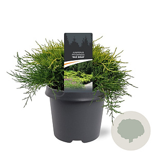 Juniperus media 'Old Gold' 30-40 cm 5,0L