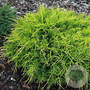 Juniperus media 'Old Gold' 30-40 cm 5,0L