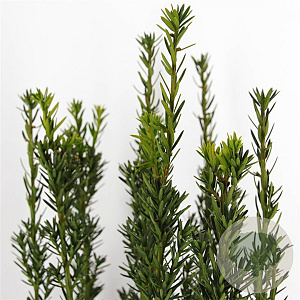 Taxus media 'Hillii' 60-80 cm 7,5L