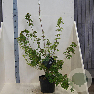 Acer campestre 100-125 cm 10L