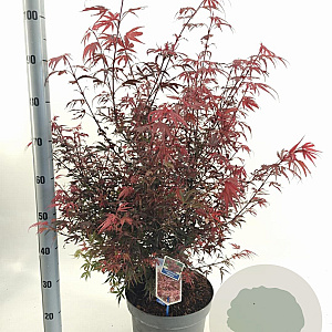 Acer pal. 'Shaina' 80-120 cm 10L