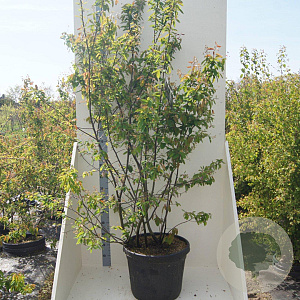 Amelanchier lamarckii 175-200 cm cont. 55L meerstammig