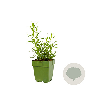 Artemisia dracunculus GM  P11