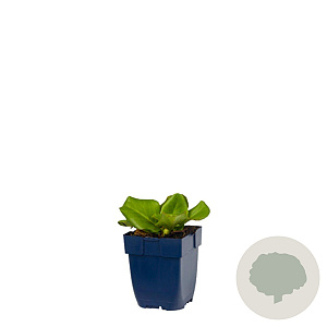 Bergenia cordifolia GM  P11