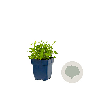 Campanula c. 'Weisse Clips' GM  P11