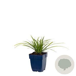 Carex morrowii 'Variegata' GM  P11
