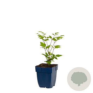 Clematis 'Praecox' GM  P11