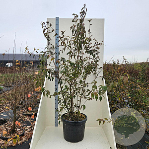 Cornus mas 175-200 cm cont. 55L meerstammig