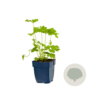 Delphinium (P) 'Black Knight' GM  P11