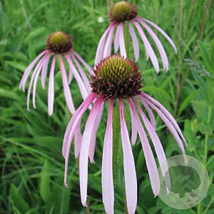 Echinacea pallida GM P9