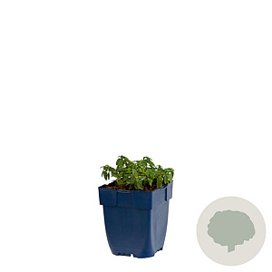 Helianthemum 'Golden Queen' GM  P11