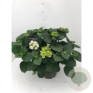 Hydrangea m. Ice Girl 30-40 cm 5,0L