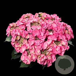 Hydrangea m. 'Tiffany' 30-40 cm 5,0L paars